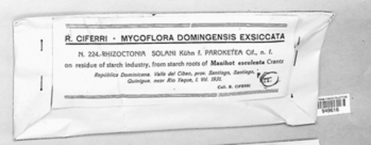 Rhizoctonia solani image